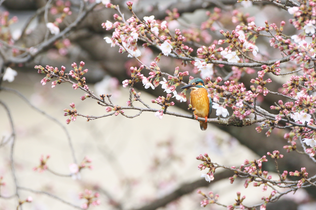 桜カワセミ　開花編その１