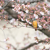 桜カワセミ　開花編その１