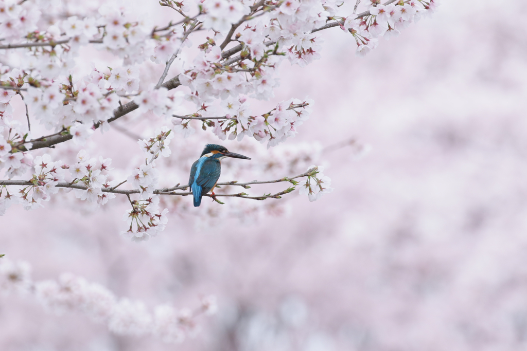 2017桜翡翠　４