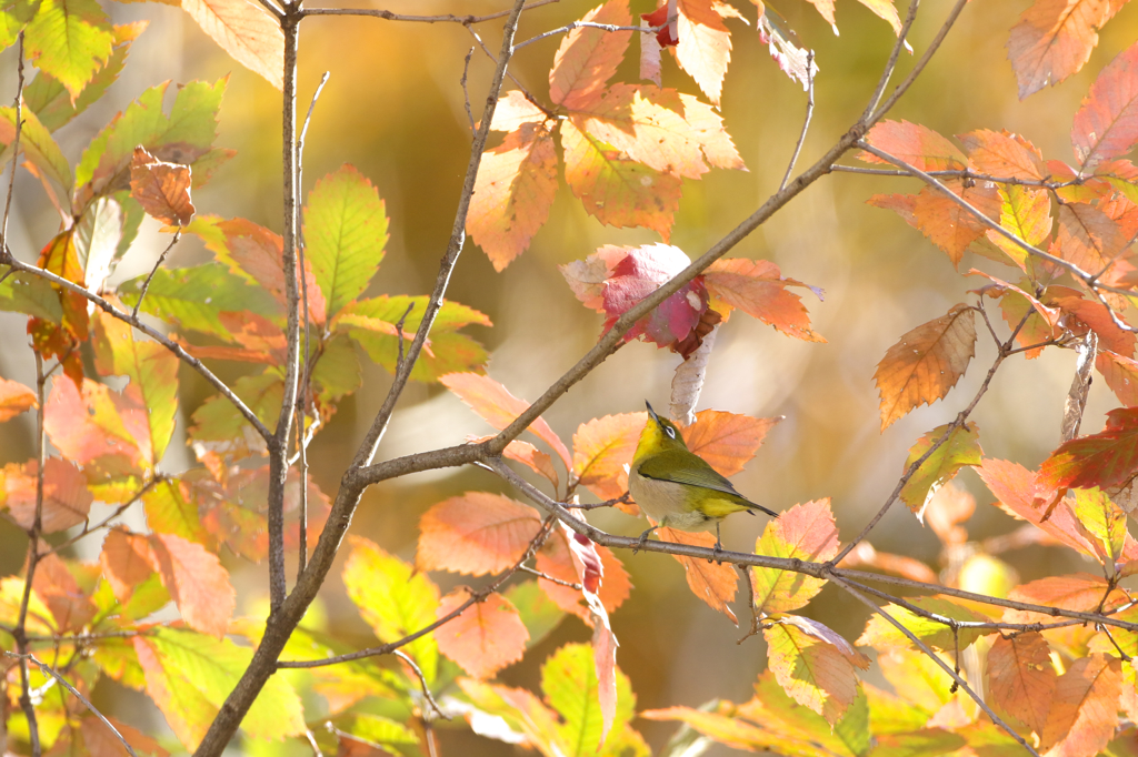 紅葉狩り　１