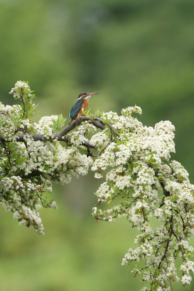 満開ピラカンサス