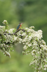 満開ピラカンサス