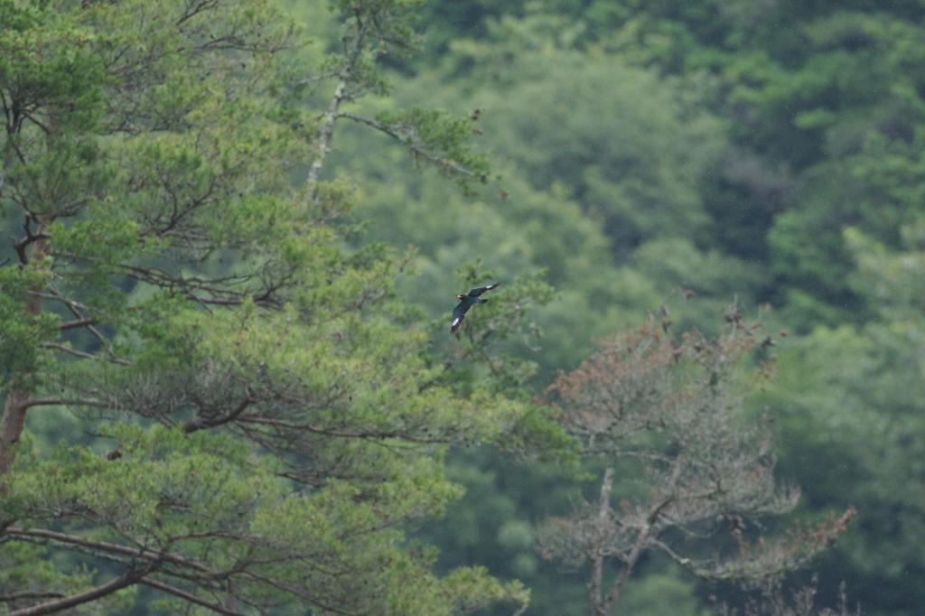 深山幽谷１