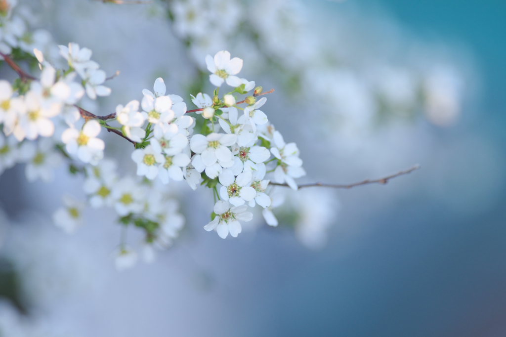 ブルーバックに