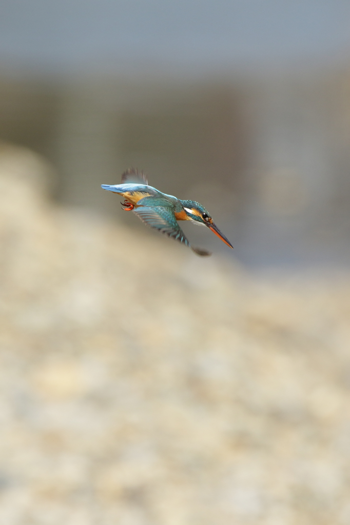 カワセミ＜2015.2.21＞1