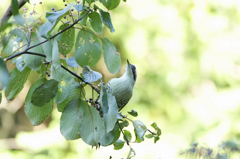 ミズキの実を食べにアオゲラ君登場