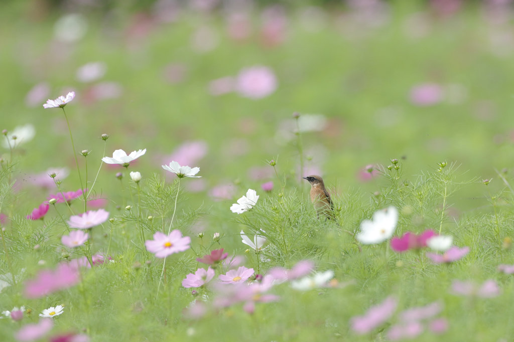 ノビちゃん、秋桜に。