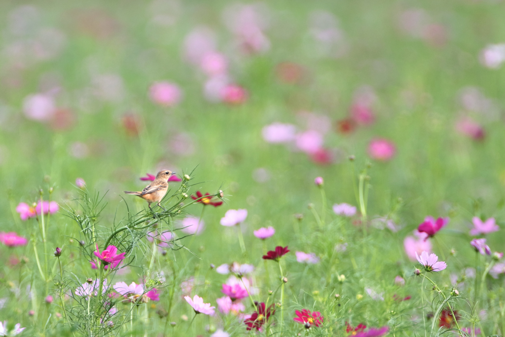 秋桜に愛おしきかな