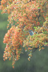 秋雨