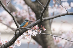 桜カワセミ　花バック編その２