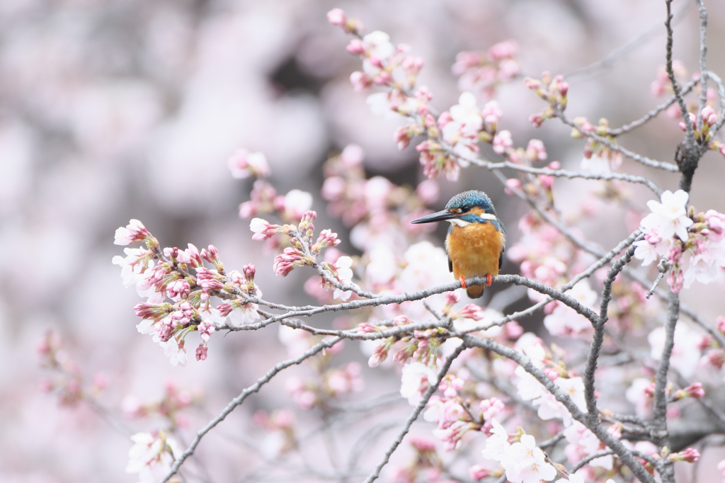 桜カワセミ　開花編その４