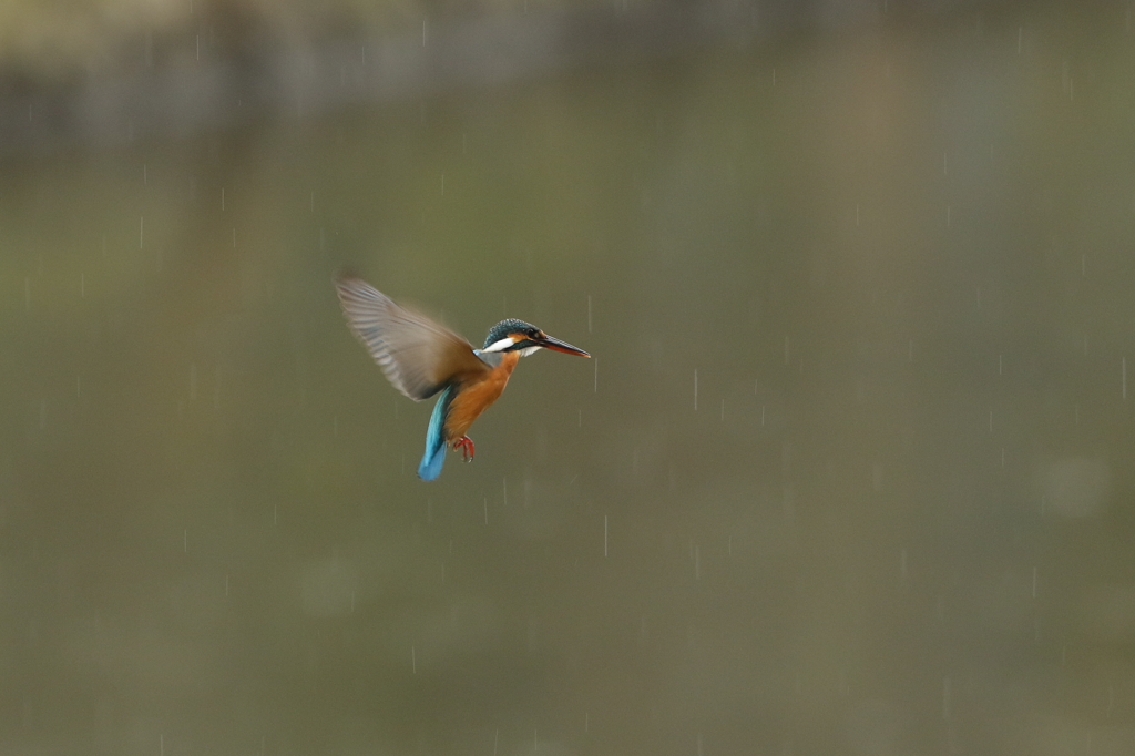 昨年末のホバより２雨中ホバ