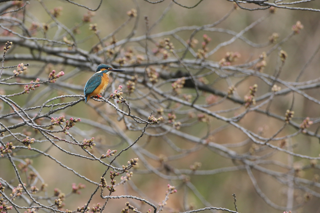 桜カワセミ蕾編その4