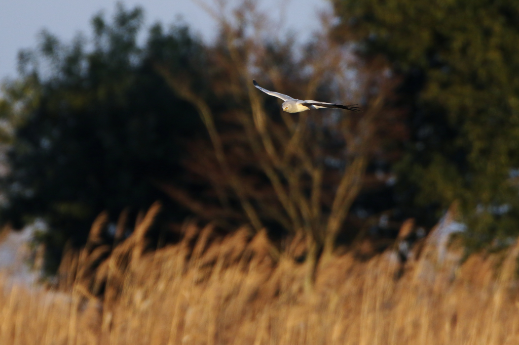 遠く遠くのハイチュウ