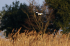 遠く遠くのハイチュウ
