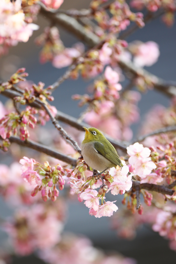 河津桜にメジロ１