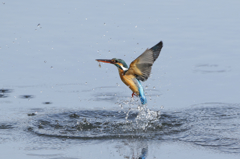 カワセミ＜2015.2.28＞１