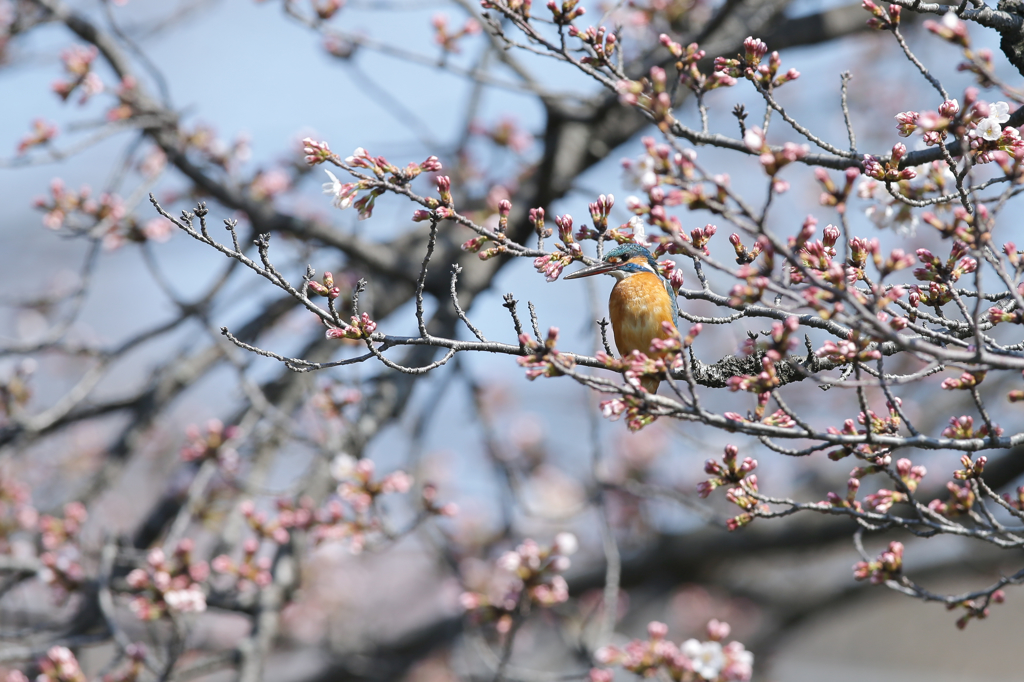 桜カワセミ蕾編　１