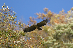 色づくお山に舞う