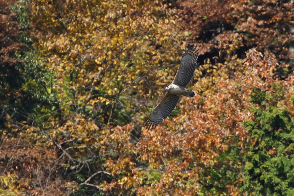 錦秋のクマタカ幼鳥