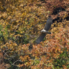 錦秋のクマタカ幼鳥