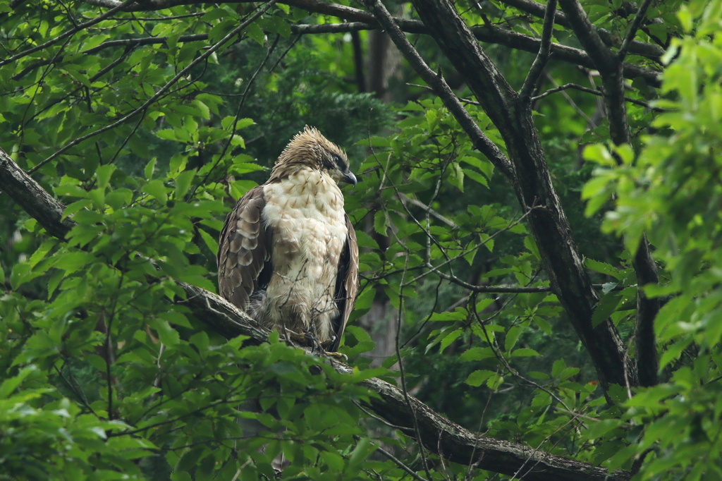 クマタカ若（2017在庫）②