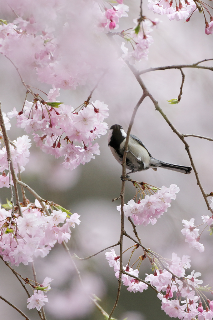 しだれ桜に・・・・１