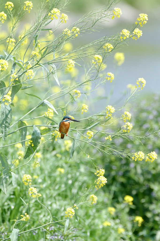 在庫より菜の花どまり１