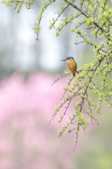 殿方、ピンクの花桃バックに