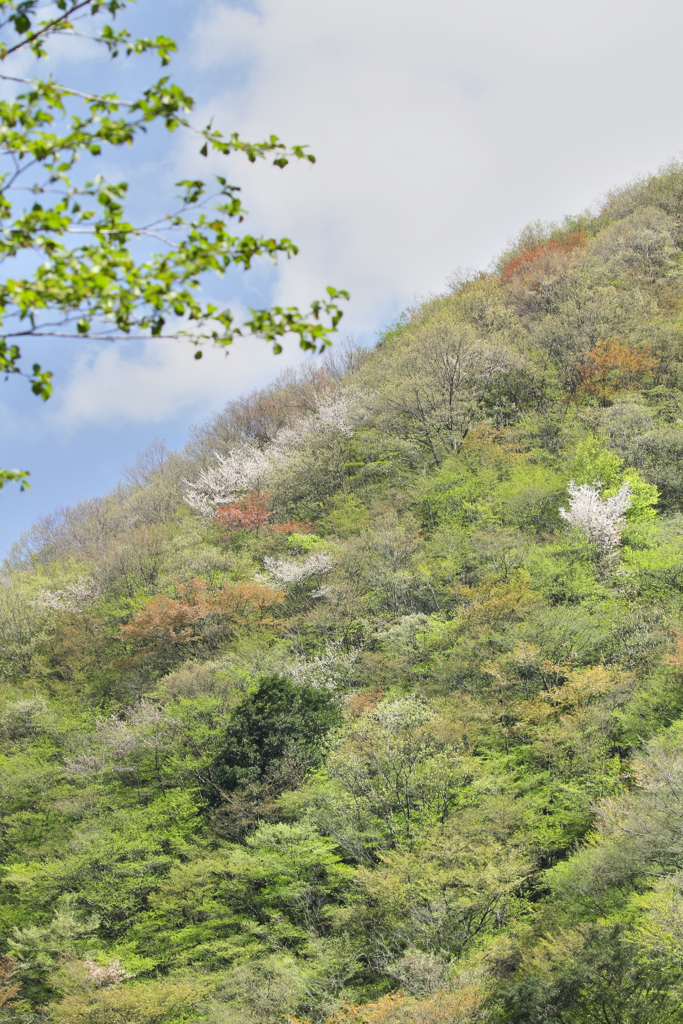 萌えるお山