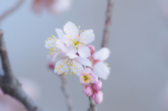 在庫より桜