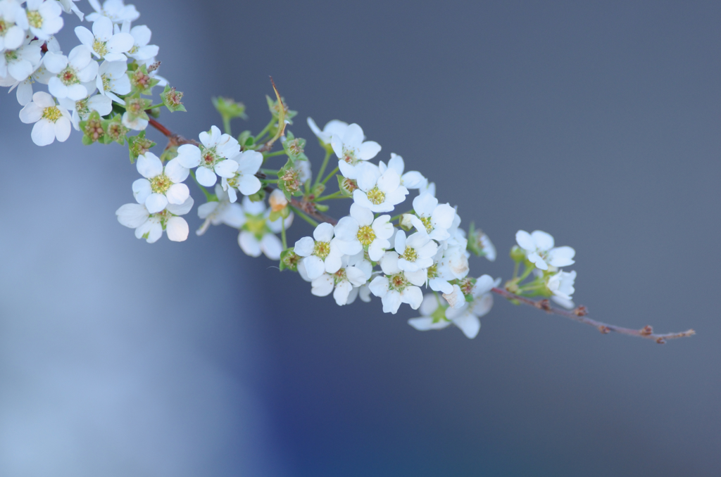 パープルバックに