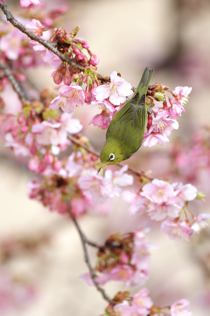 河津桜にメジロ　３