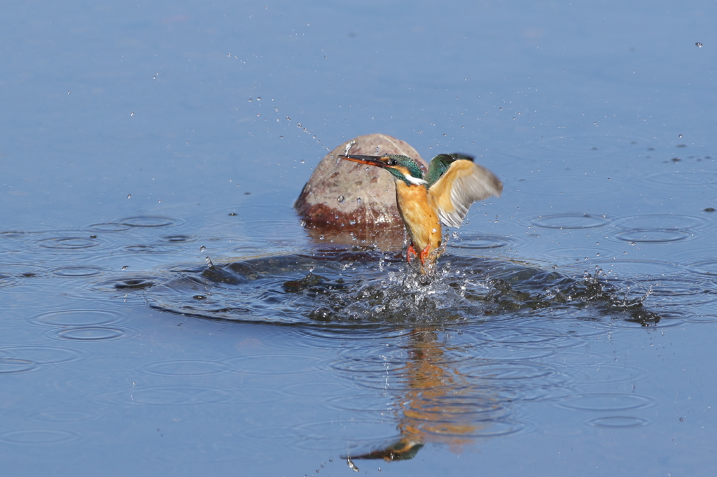 離水　残ね～～～ん、羽折れ！！