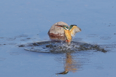 離水　残ね～～～ん、羽折れ！！