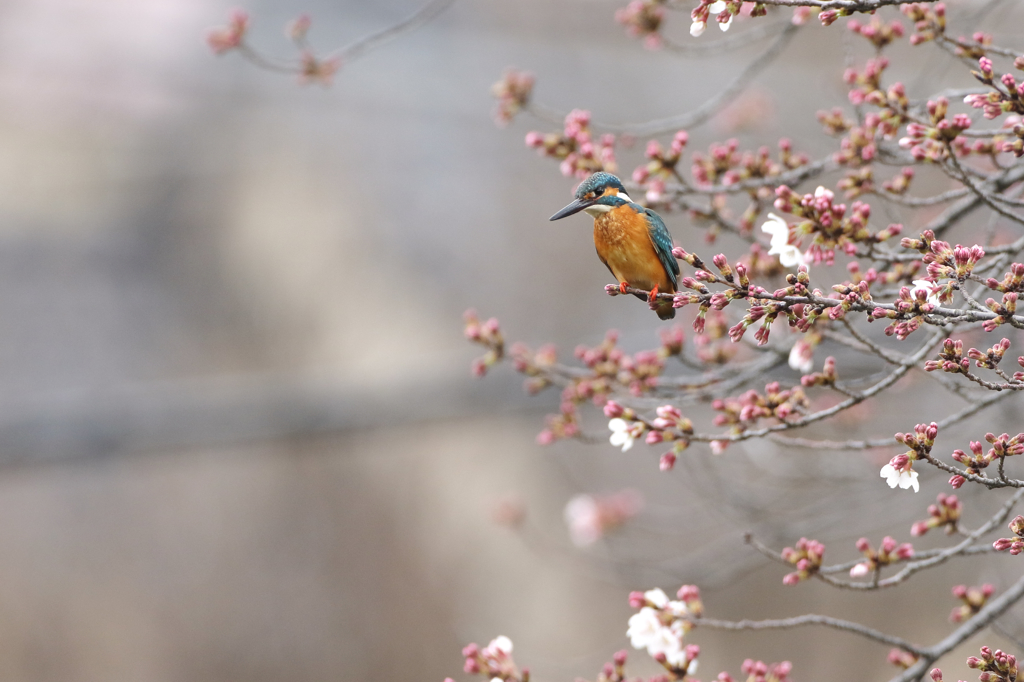 桜カワセミ蕾編その5