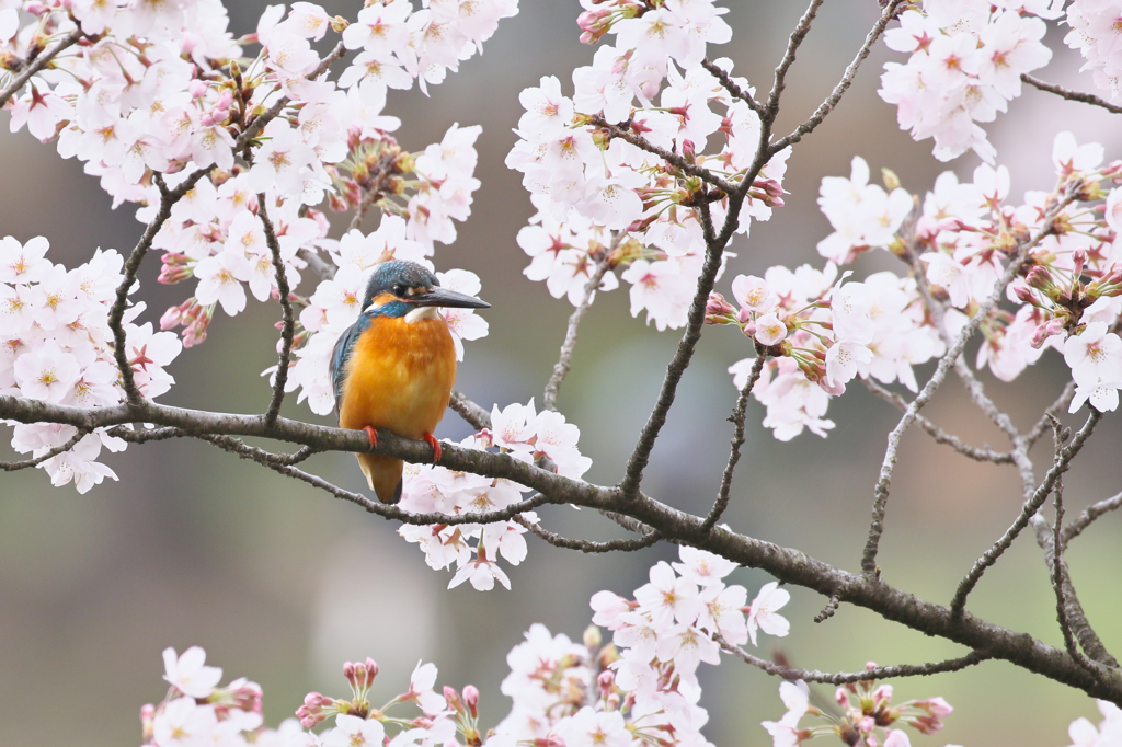 2017桜翡翠　１