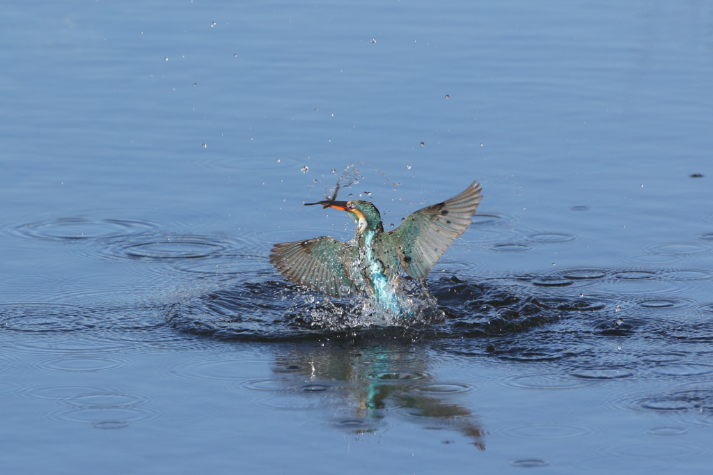 離水　川底清掃　