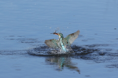 離水　川底清掃　