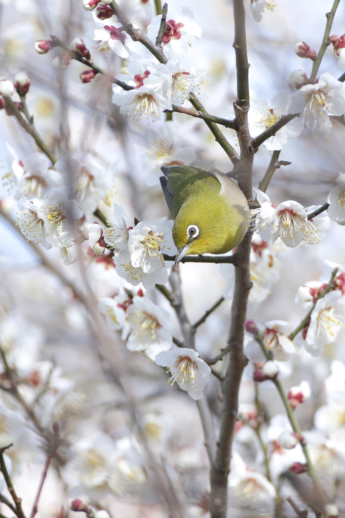 春一番の今日