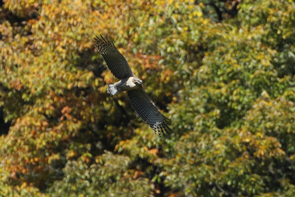 紅葉バックに飛ぶ