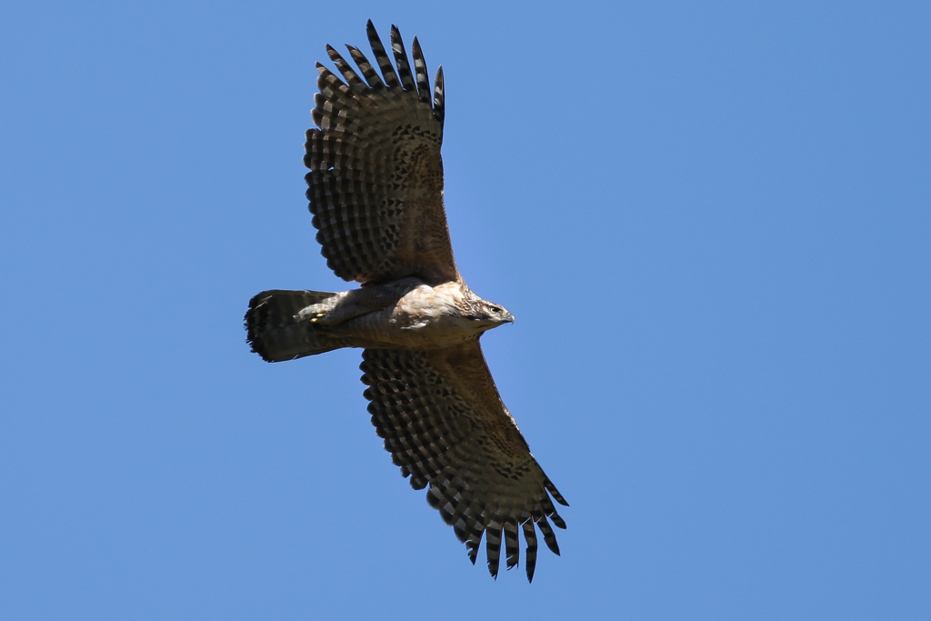 秋晴れのクマタカ