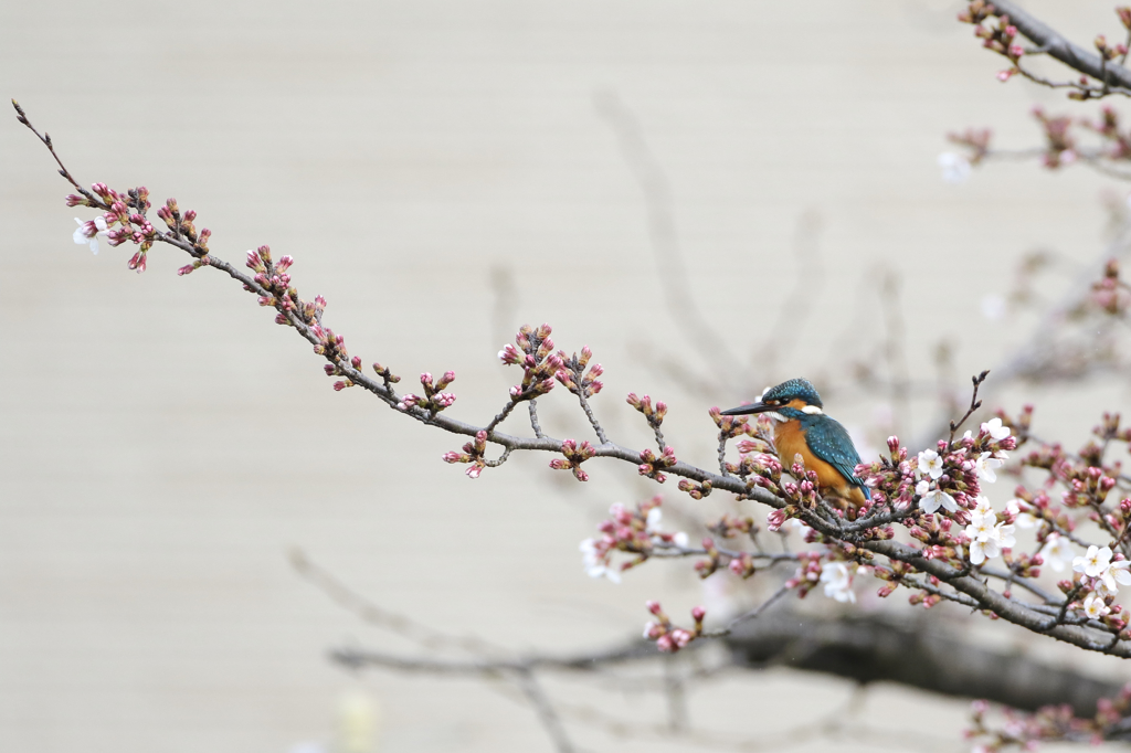 桜カワセミ蕾編その3