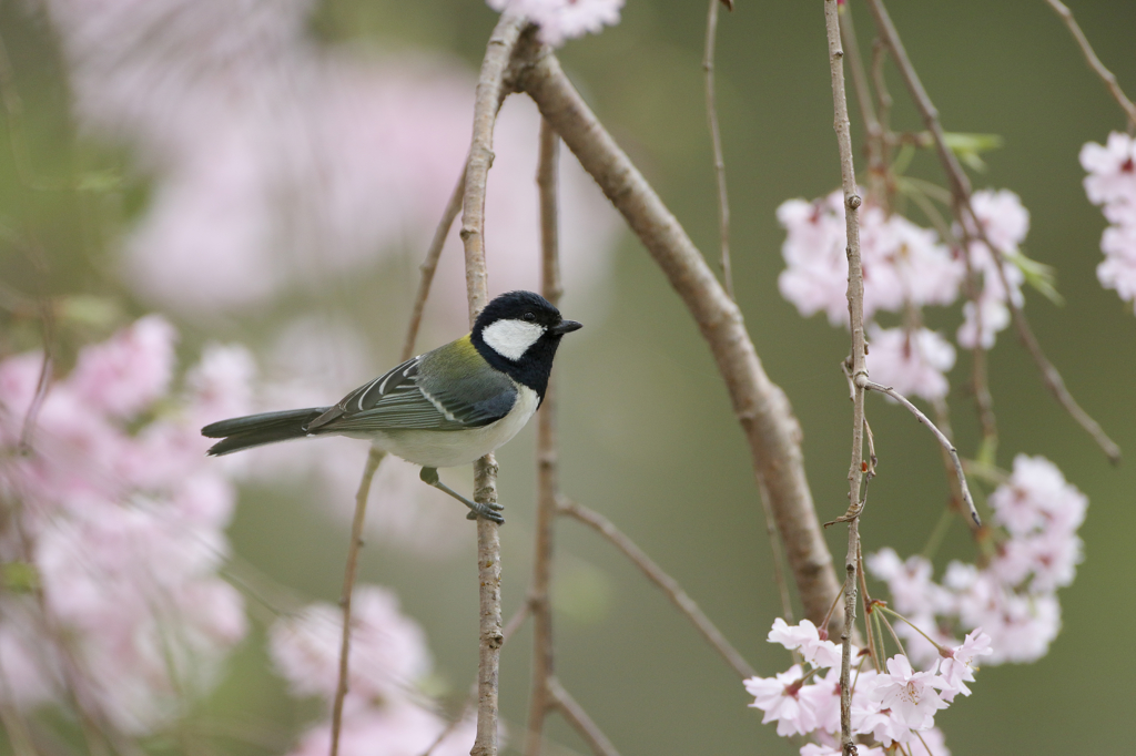 しだれ桜に・・・・３