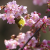 河津桜にメジロ２