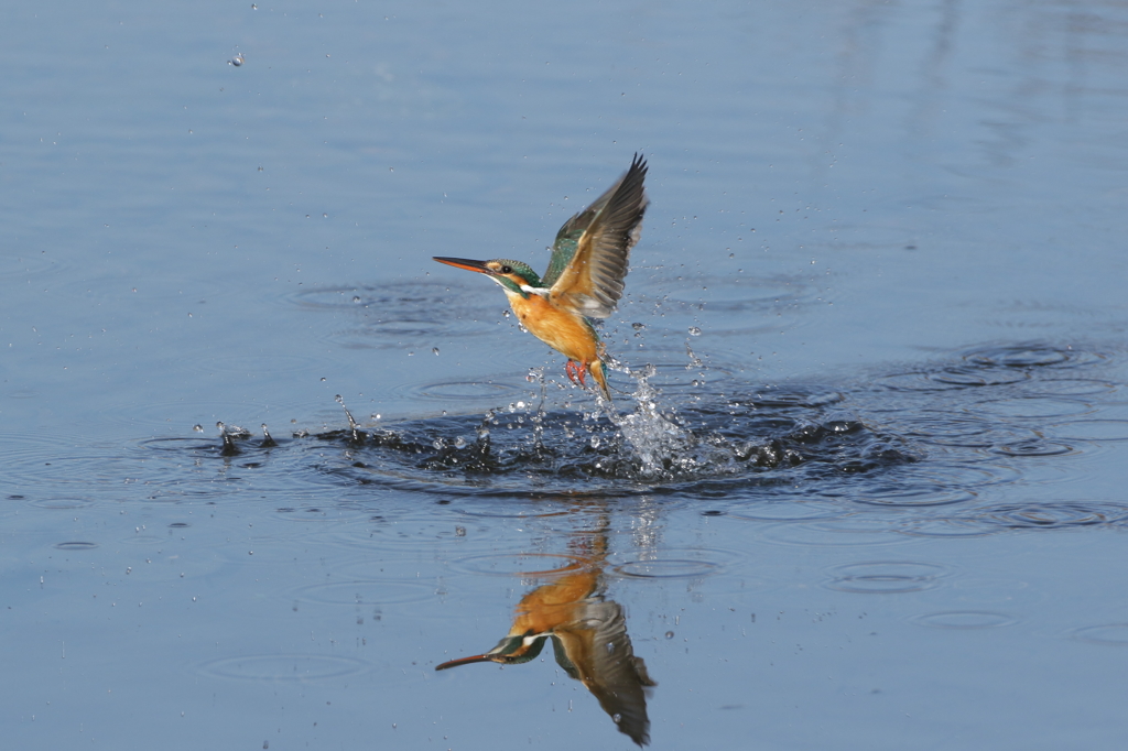 離水　映り込み