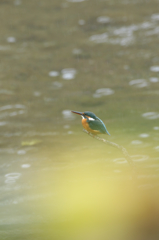 秋雨のカワセミ　２