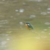 秋雨のカワセミ　２