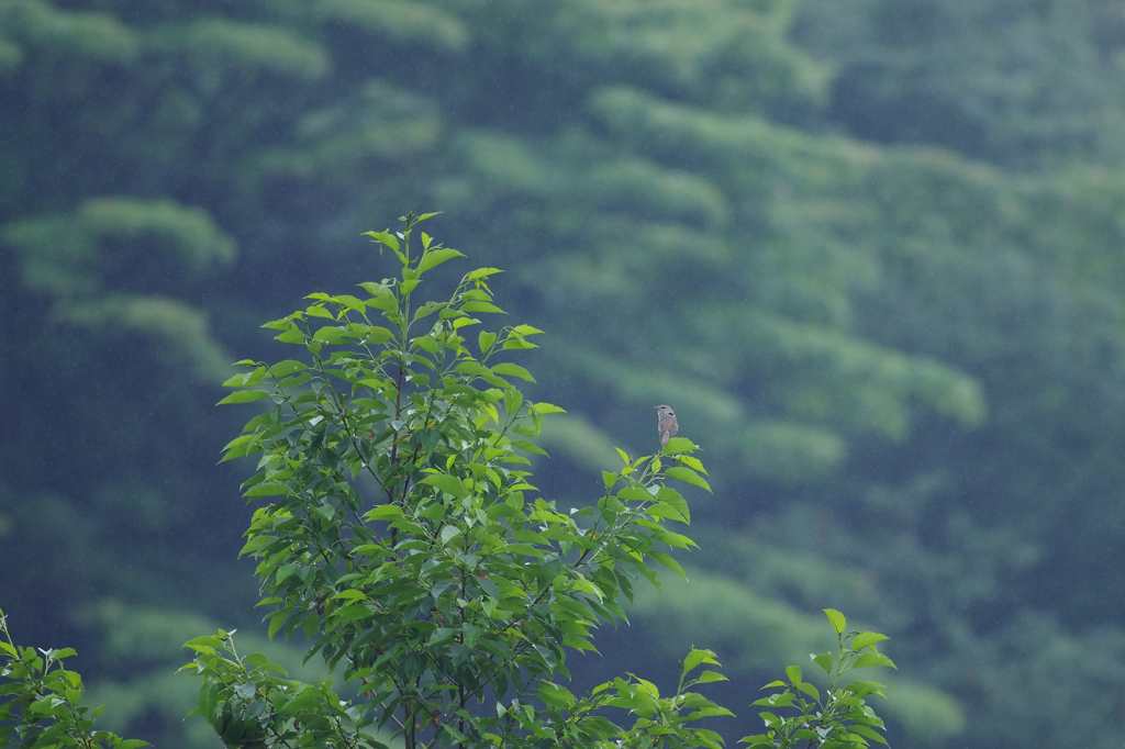 梅雨（蔵出し）