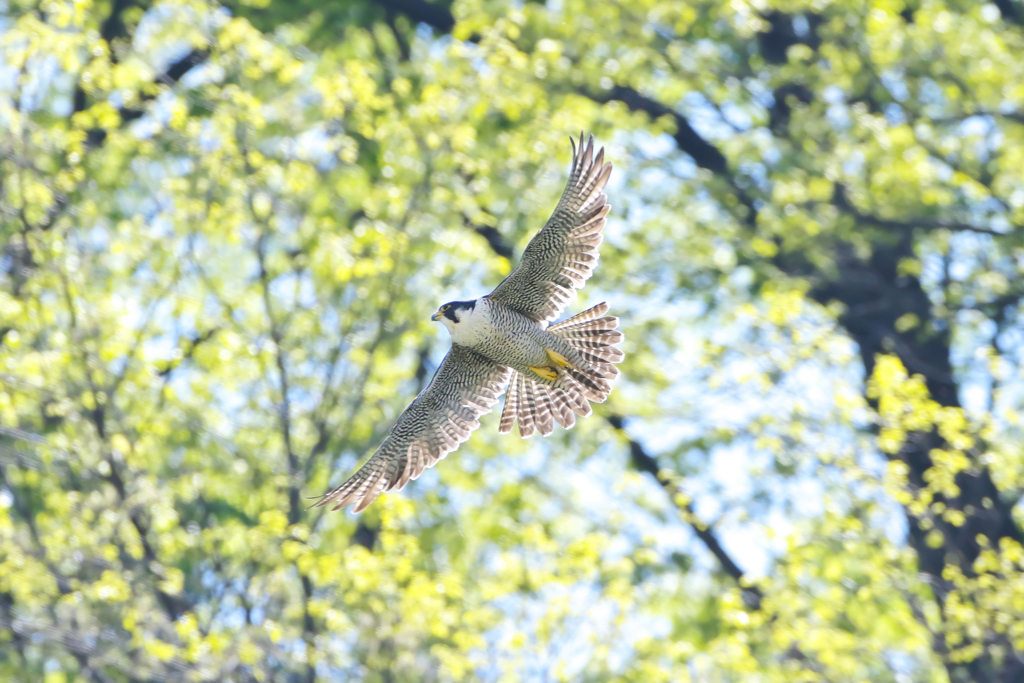 初夏を楽しんで・・・・